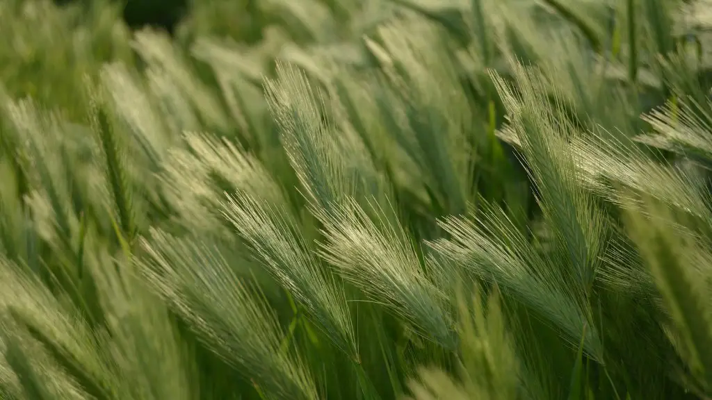 How much land does animal agriculture take up?