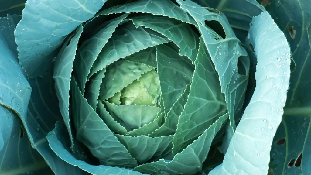 What is planting in agriculture?