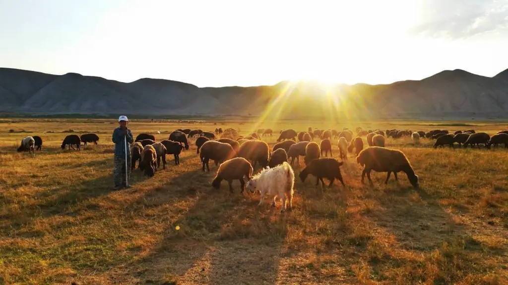 What is considered agriculture?