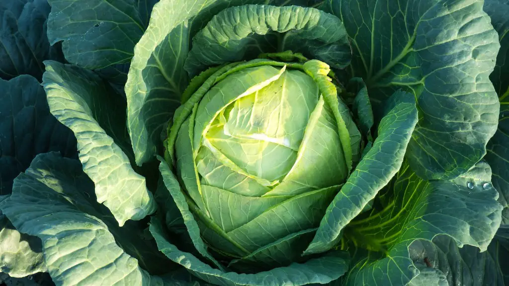 What is output in agriculture?