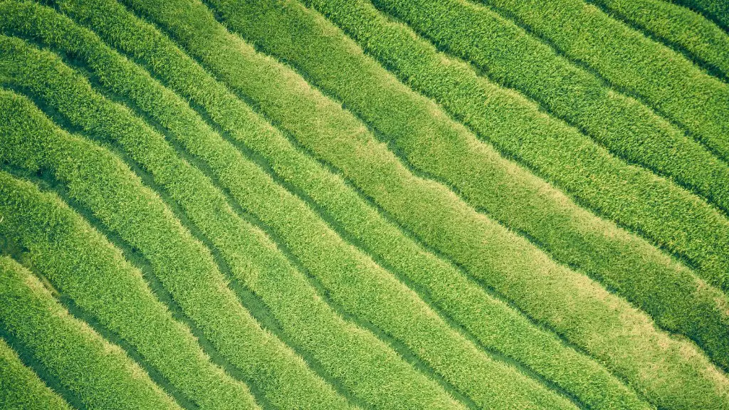 What is pest in agriculture?