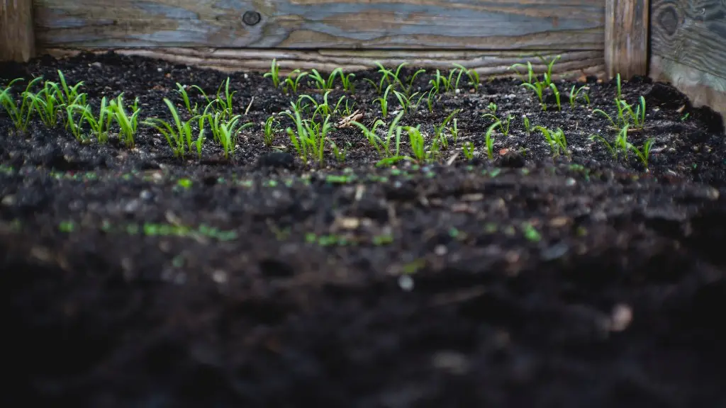 What is tissue culture in agriculture?