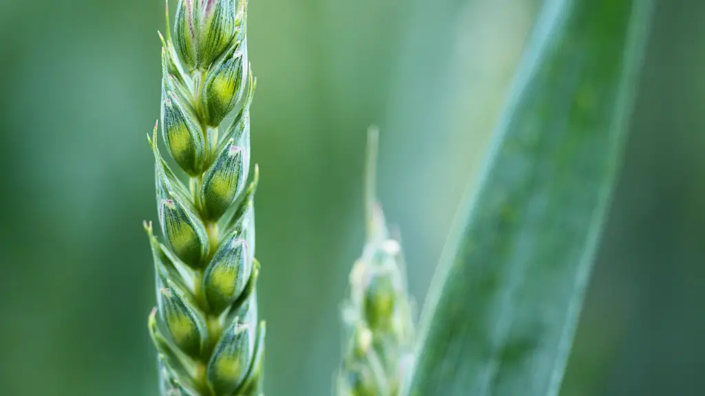 When Did Pesticides Start Being Used In Agriculture