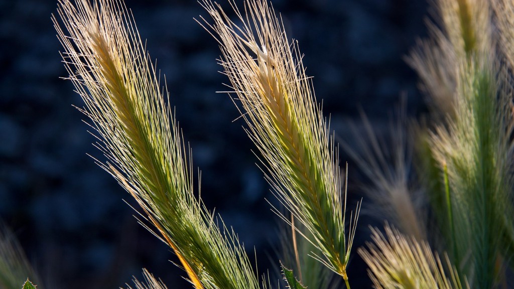 Why did early farmers use slash and burn agriculture?