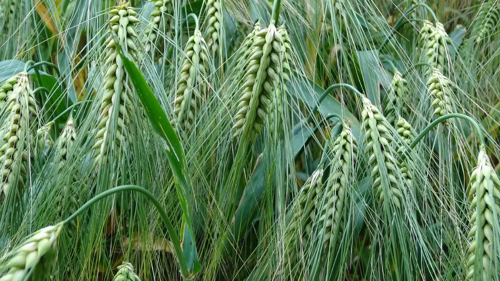 What is an sae in agriculture?