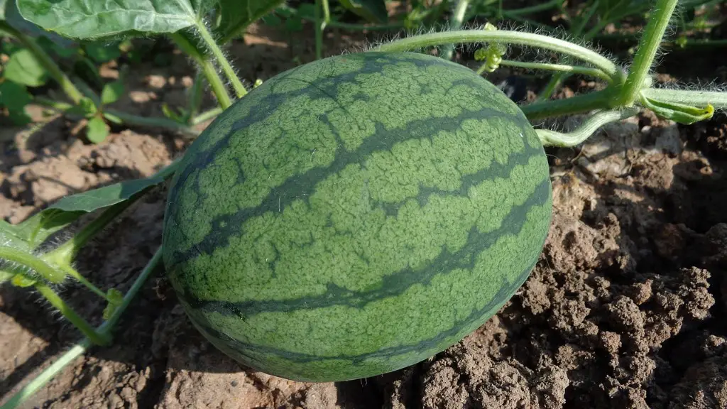 What is scarification in agriculture?