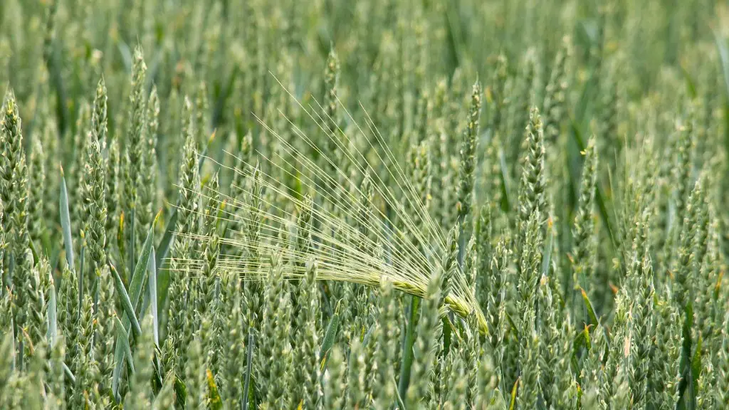 How Did Agriculture Affect Social Organization In Feudal Europe