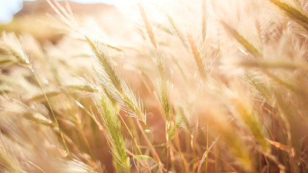 What is agriculture in the philippines?