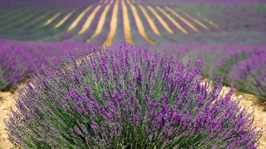 What is agriculture irrigation?