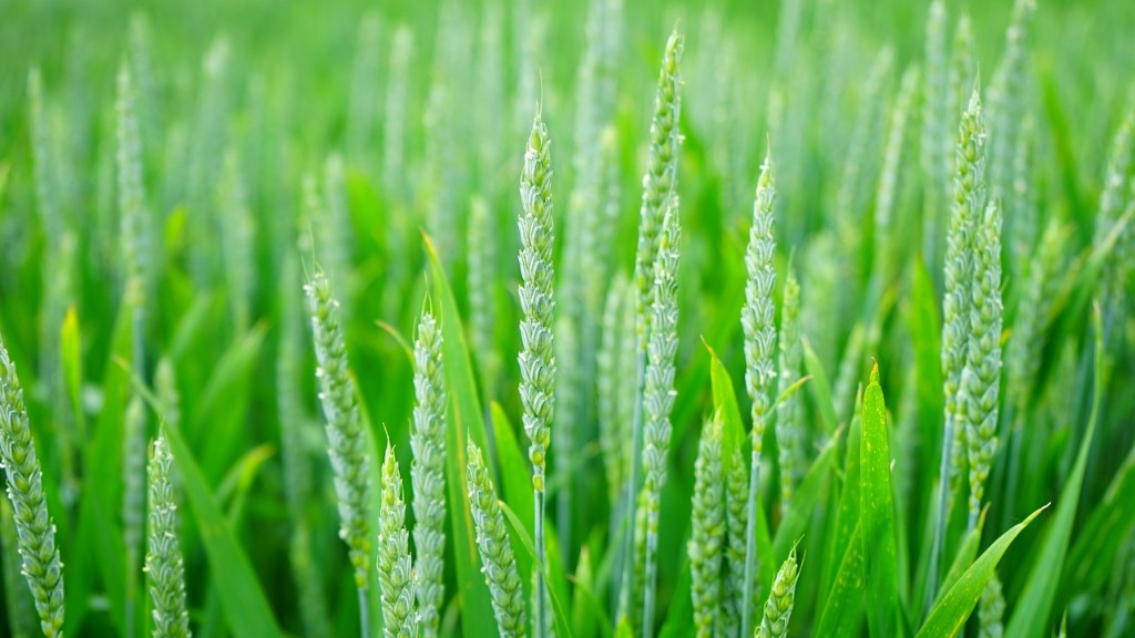 What Is Site Selection In Agriculture Agruculture Lore