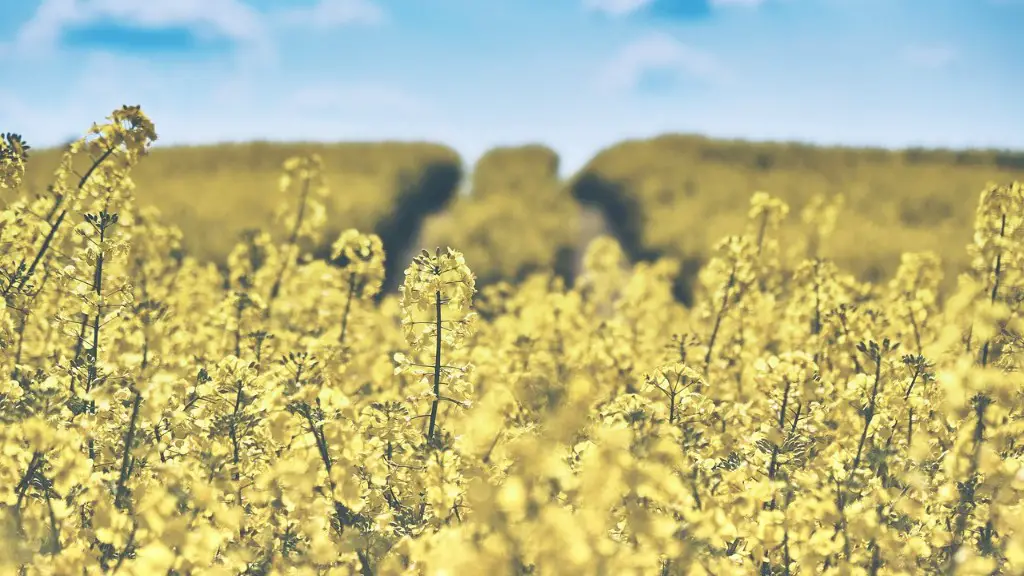 How much land is used for animal agriculture?