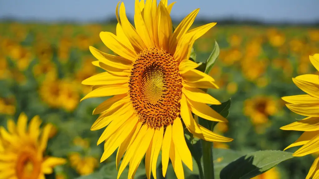 What is subsistence agriculture?