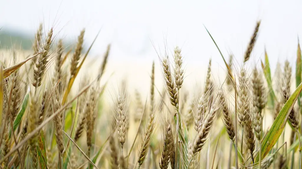 What Percentage Of India Population Is Engaged In Agriculture
