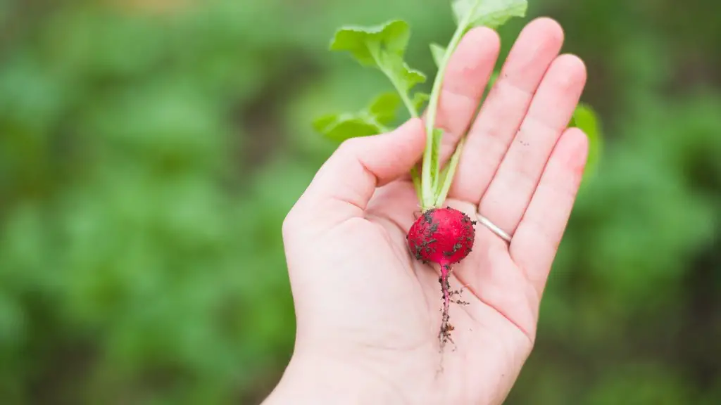 Why do you study agriculture?