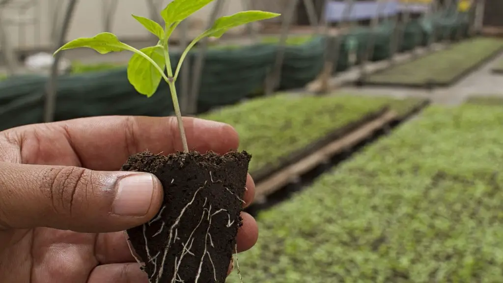What Is Culture In Agriculture