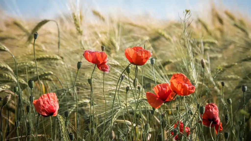 What is watering in agriculture?