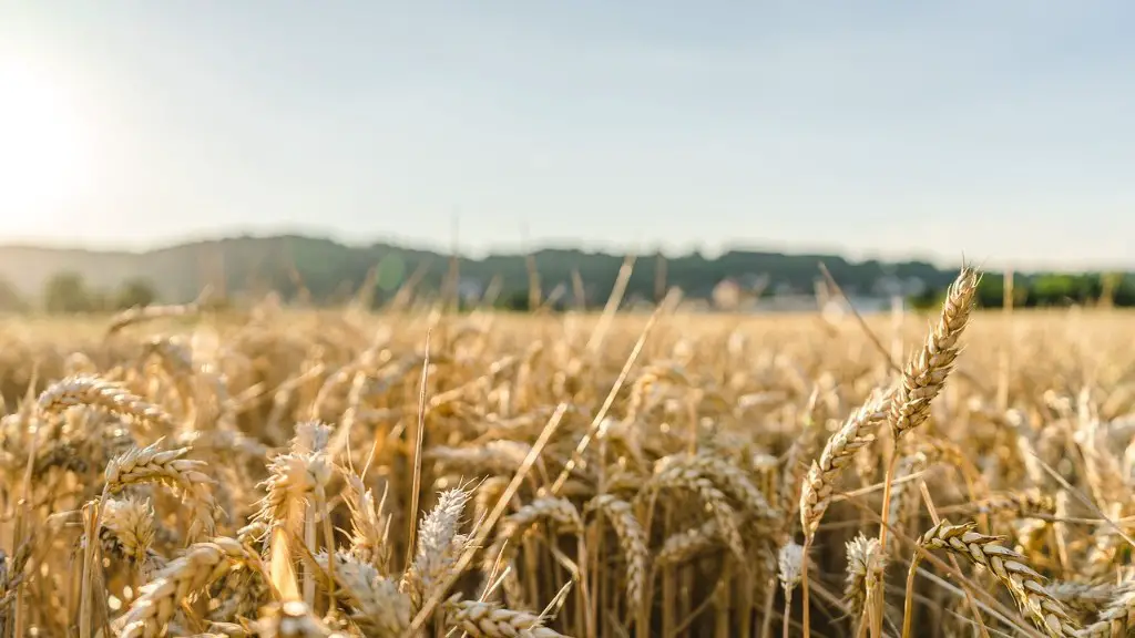 What is intercropping in agriculture?