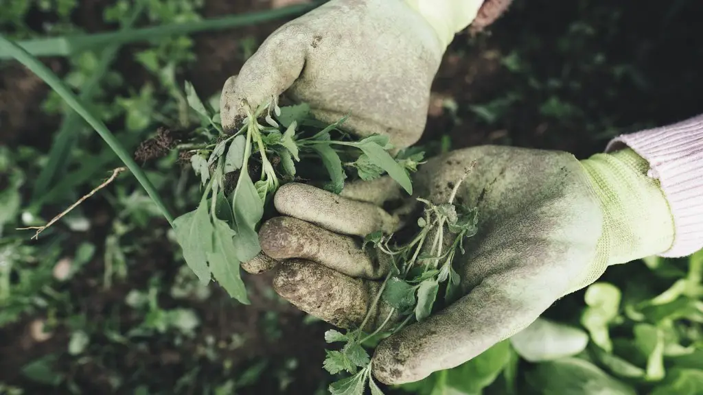 Why do we need bees in agriculture?