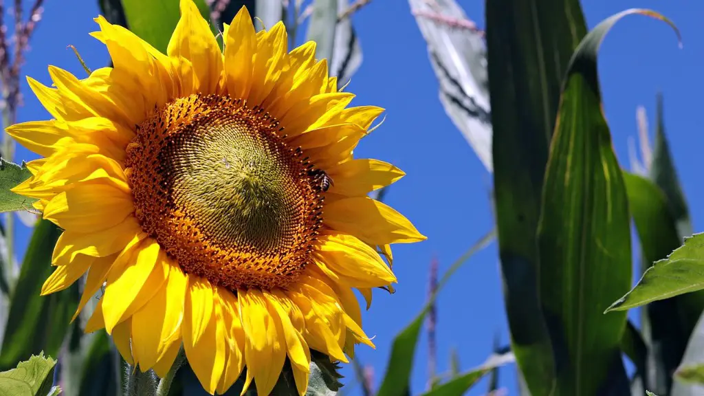 What Percent Of Agriculture Comes From California