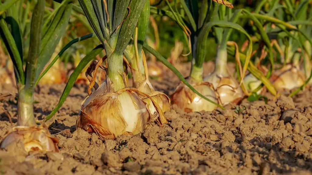 How Does Agriculture Affect Us