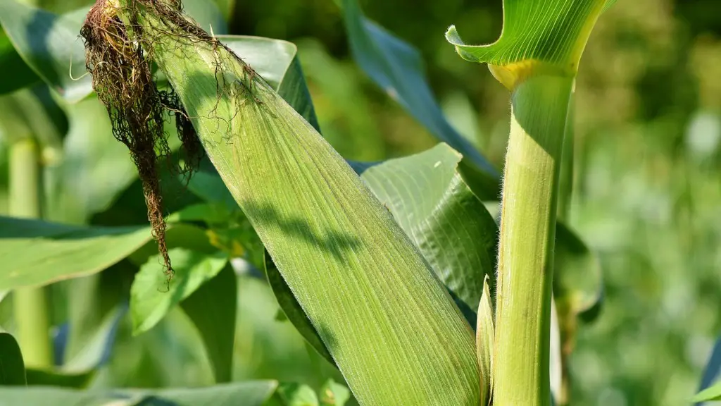 Can sea water be used for agriculture?