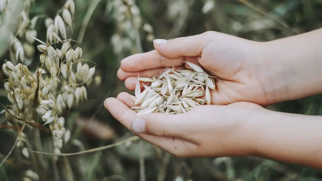 How Manipulating The Plant Microbiome Could Improve Agriculture