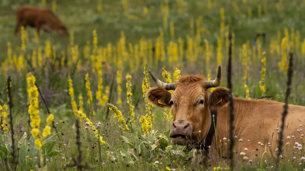 How did agriculture affect human population growth?