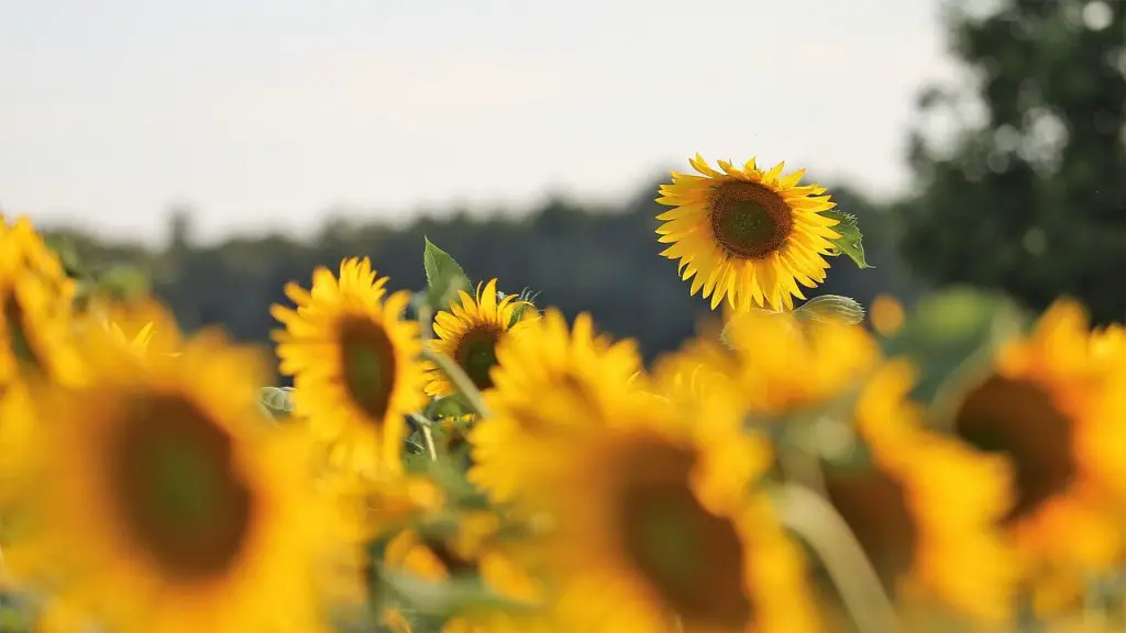 What is production in agriculture?