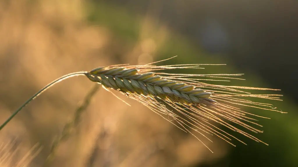 Why is the philippines dependent on agriculture?