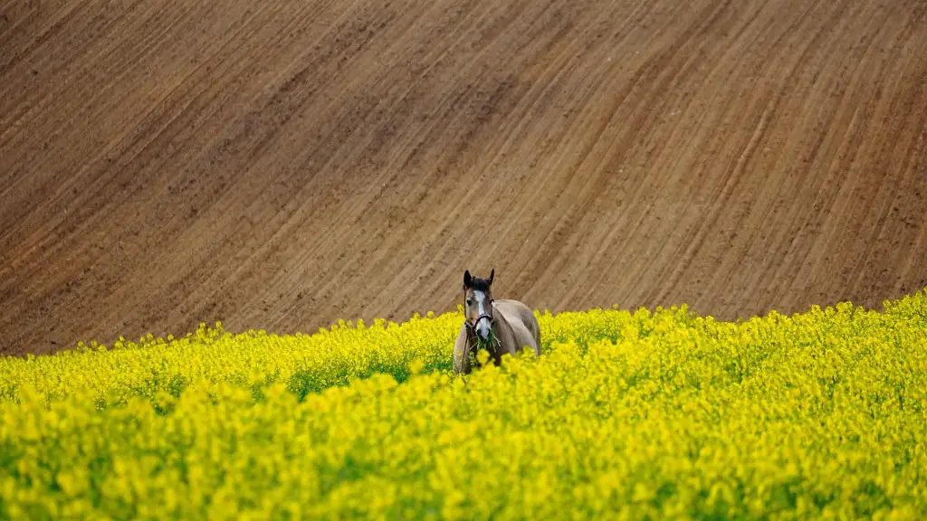 How does el niño affect agriculture?