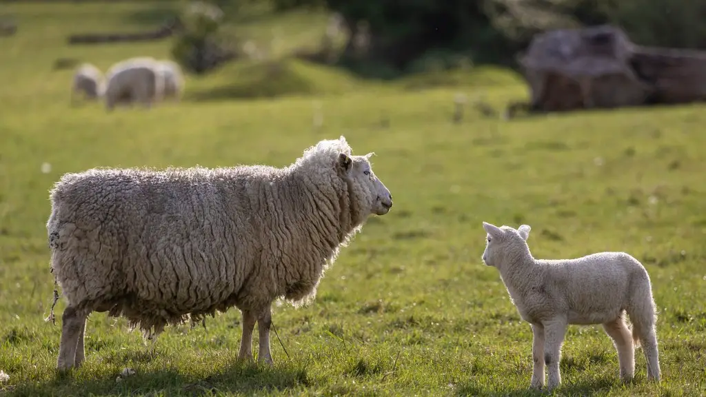 Why did you choose to study agriculture?