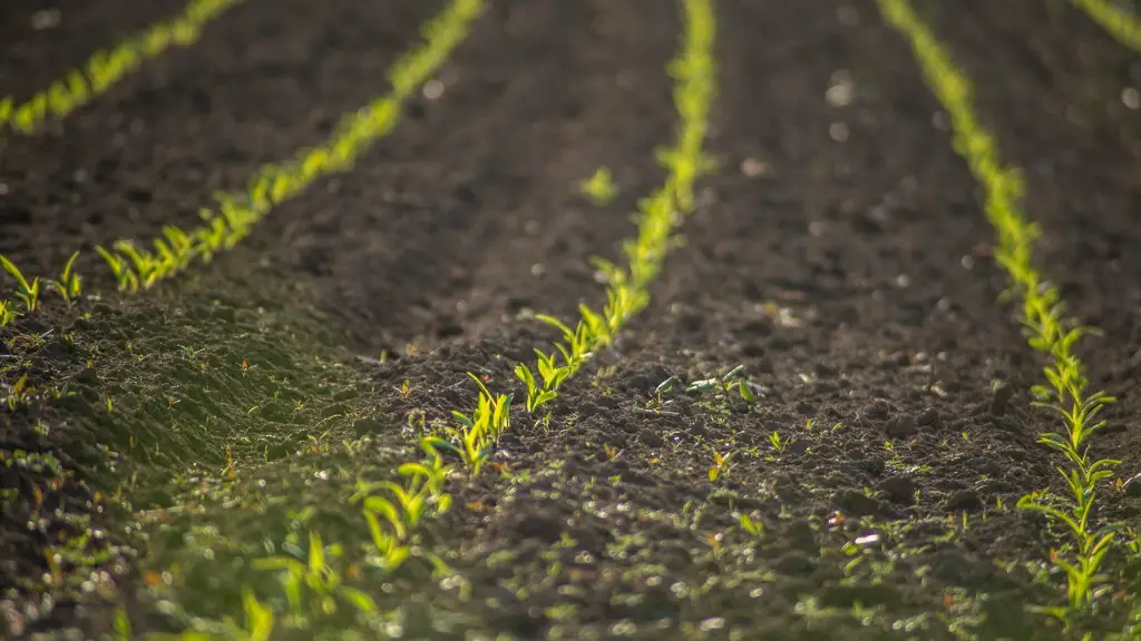 What is subsistence agriculture?