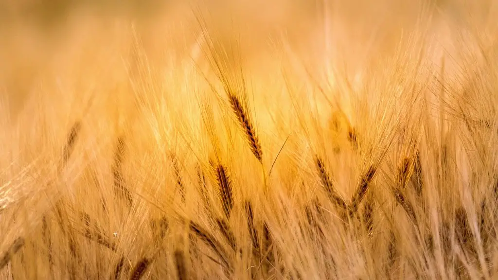 How does the ffa creed highlight the significance of agriculture?