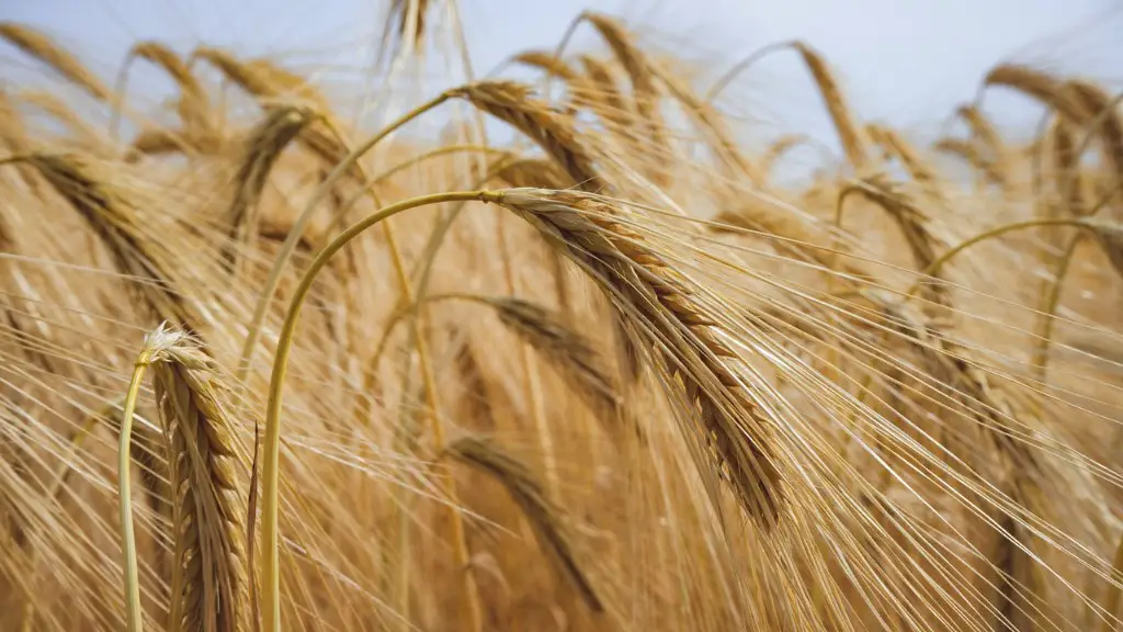 A Picture Of Agriculture
