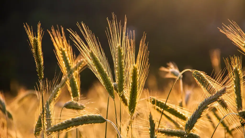 How does agriculture pollute the environment?