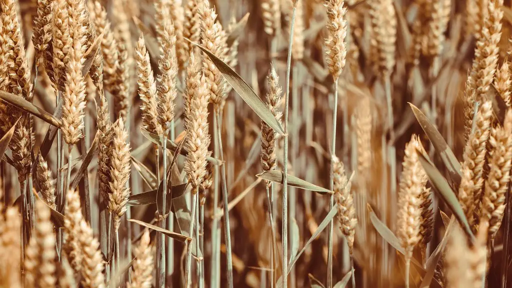 What is agriculture and types of agriculture?