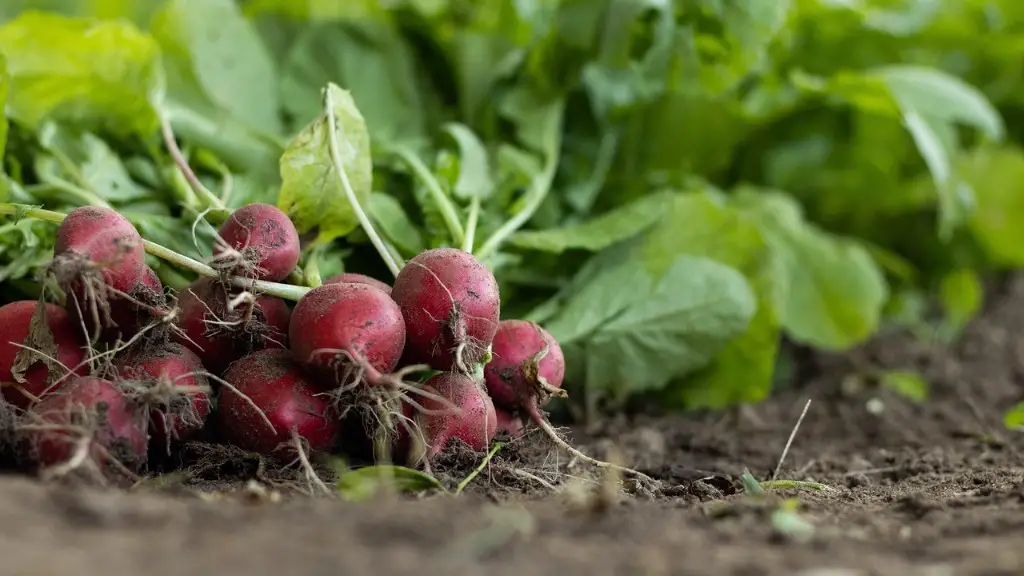What happened to southern agriculture during the civil war?
