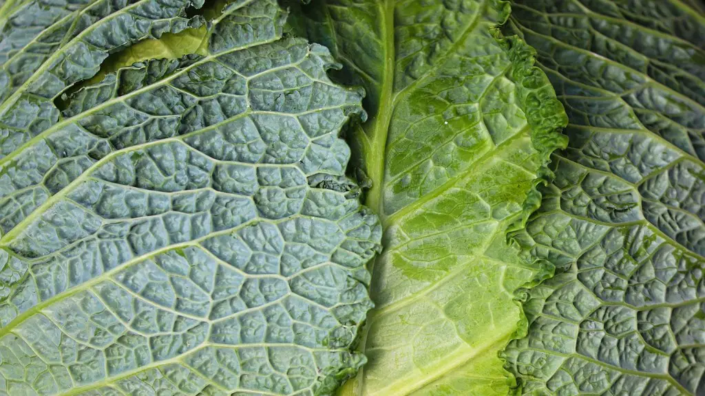 How does rainfall affect agriculture?
