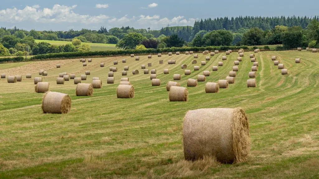 Did the agriculture department conduct lifestock shows?