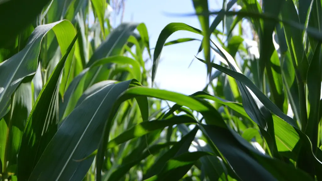 What is minnesota’s agriculture?