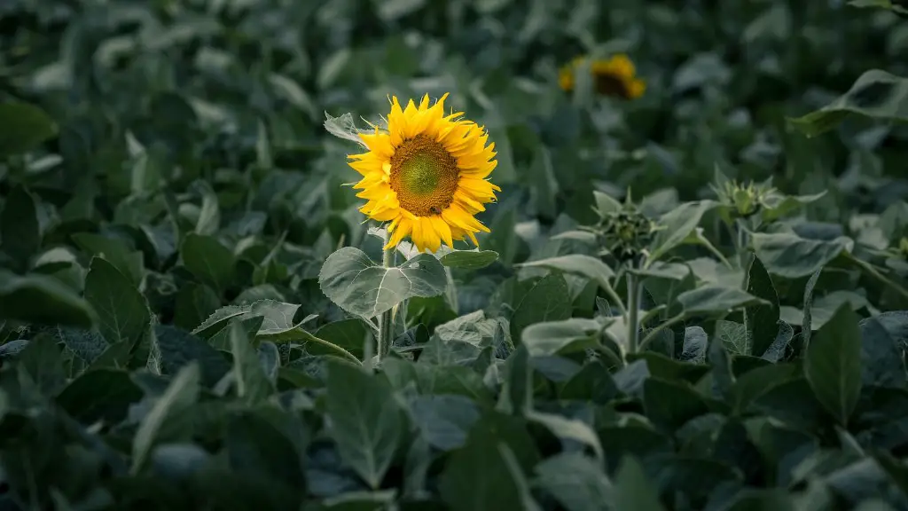 How does agriculture affect our lives?