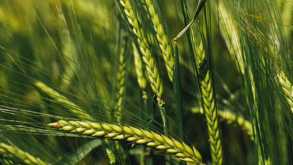 What is production in agriculture?
