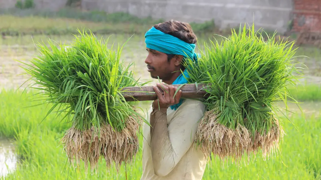 What is zero tillage in agriculture?