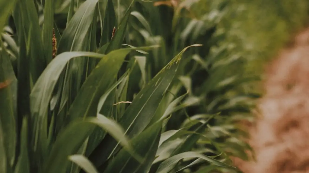 How was the agriculture affected by the great depression?