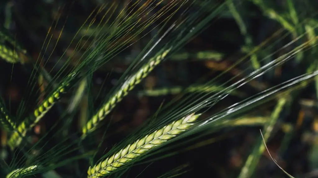 What Jobs For Agriculture Degree