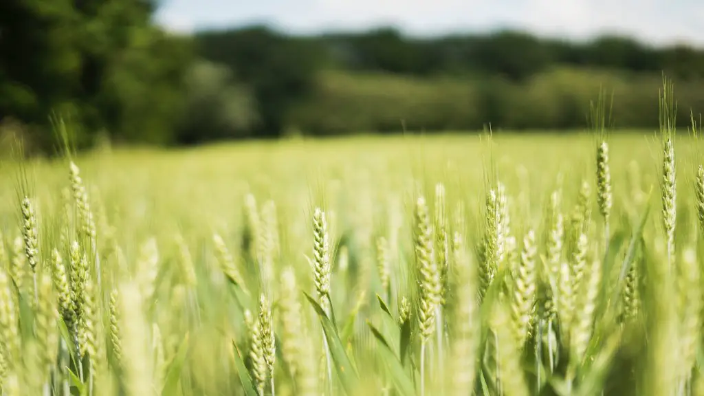 What is intensive agriculture?