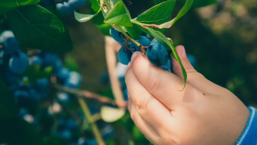 How does agriculture affect the nitrogen cycle?