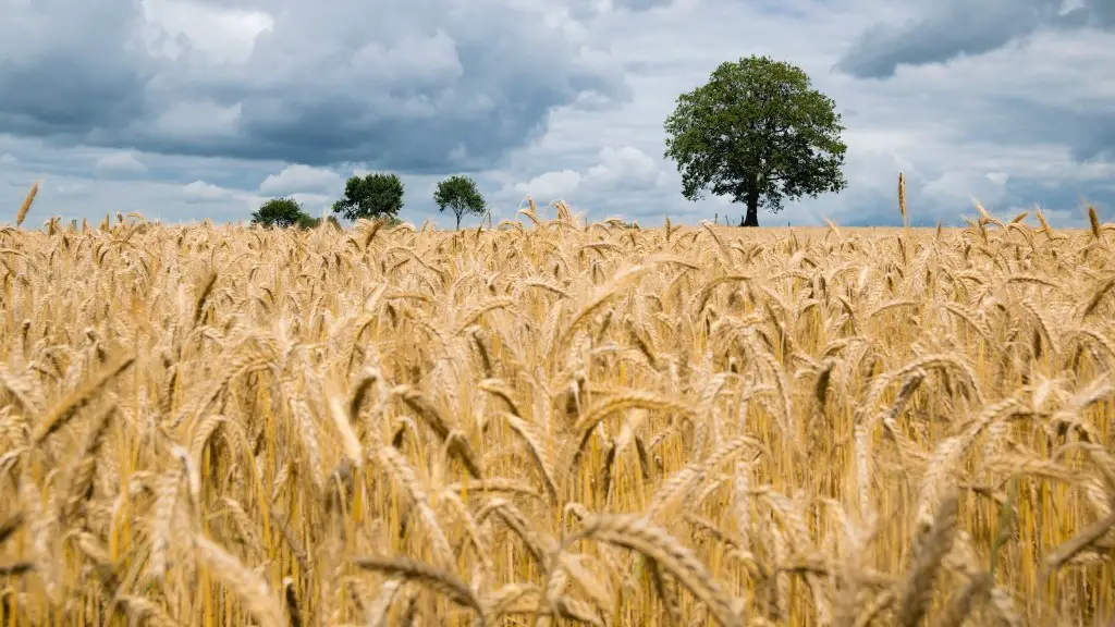 What is specialized agriculture?