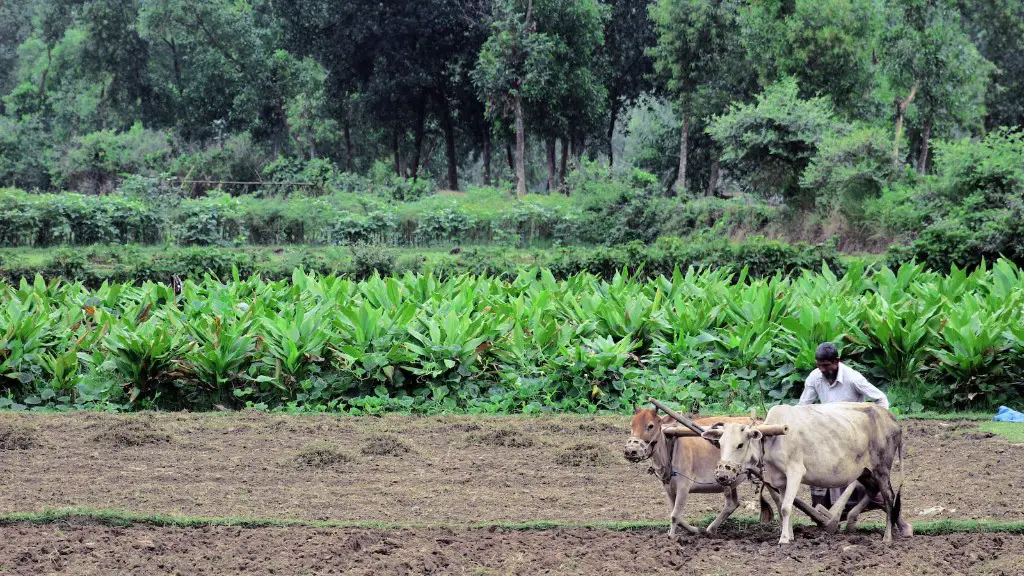 How does a loss in crop biodiversity affect agriculture?