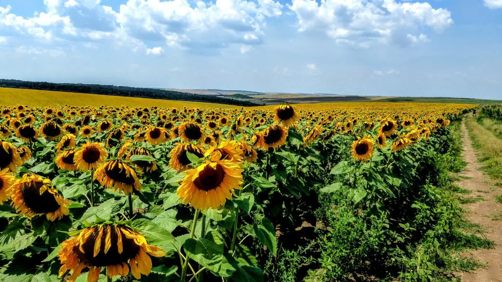 What are tramlines in agriculture?